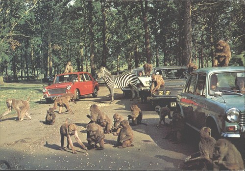Vintage woburn wild animal - wild,