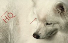 Picture Postcard>>Dog, Samoyed