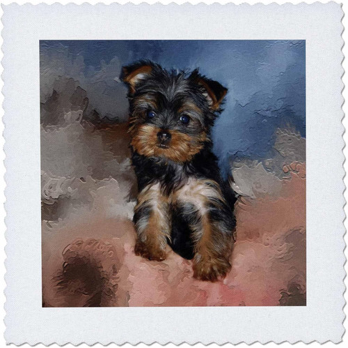 3868 toy yorkie - toy, puppy