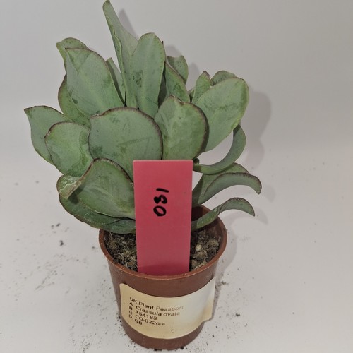 Crassula ovata jade plant - crassula,