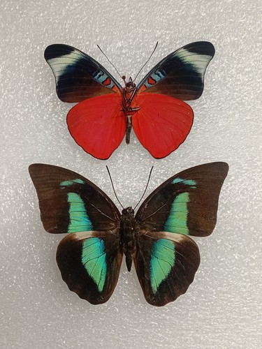 Red flasher butterfly bundle - butterfly,