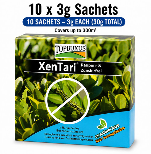 Topbuxus xentari boxwood - topbuxus,