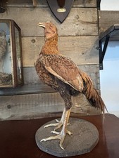 Very Large Gamefowl  - Rare