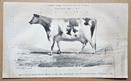 Example jersey cow - a,