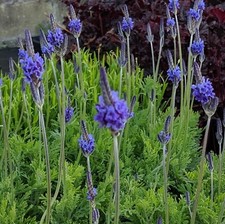 Lavender Pinnata Plug Plants