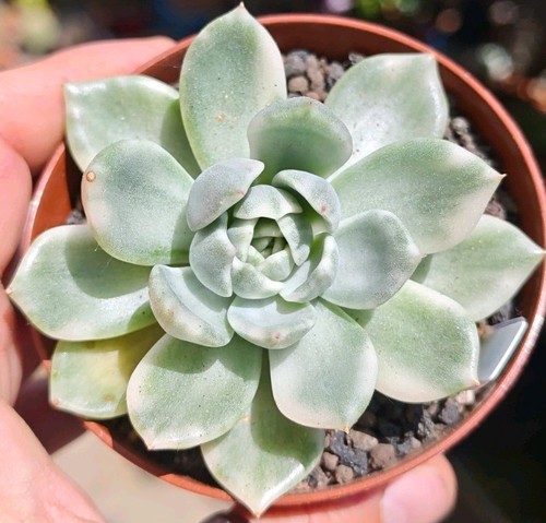 Echeveria black rose white - rose,