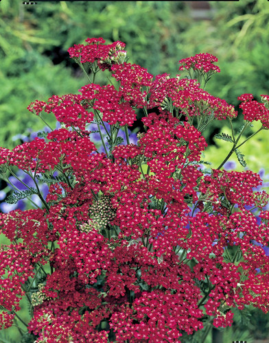 Achillea cassis herbaceous - achillea,