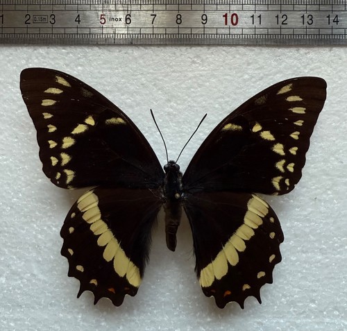 Papilio coroebus elvirae - , male