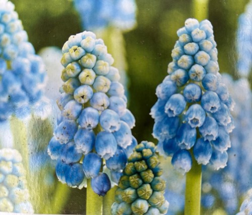 100 muscari peppermint bulbs - peppermint,