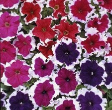 Flower - Petunia - Express -
