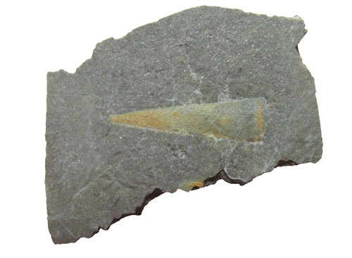 Cambrian hyolithid fossil - cambrian,