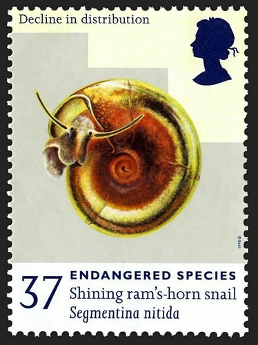 Shining ram horn - shining, snail