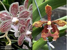 Rare Vanda jennae x V roeblingiana orchid plant  FS , not in bloom