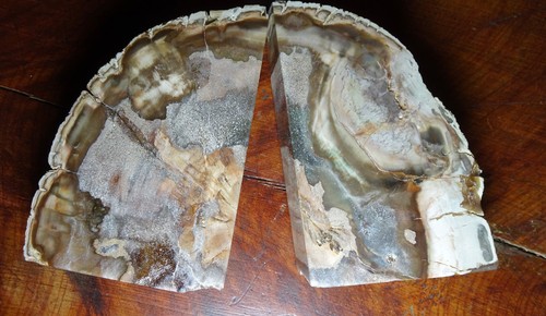 Petrified wood bookends - wood,