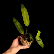 Anthurium warocqueanum - Aroid