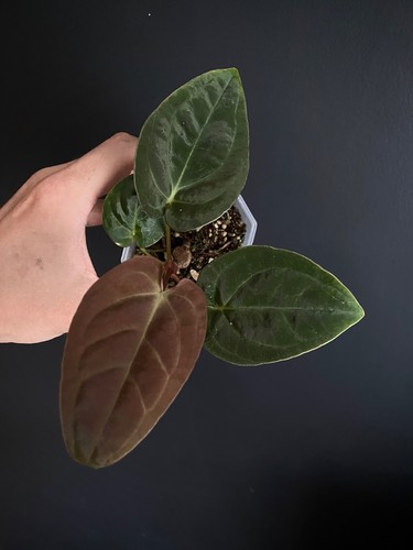 Anthurium papillilaminum - anthurium,