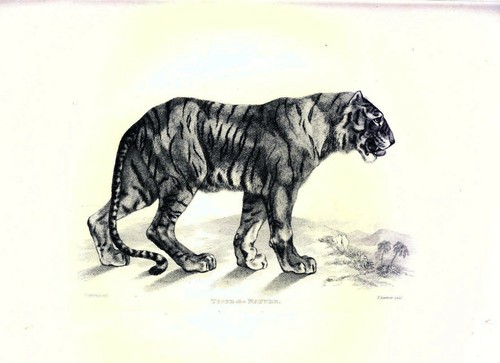 Engravings sir edwin - engravings,