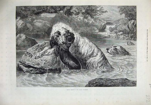 Old antique print - 1873, otter