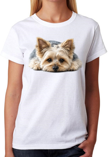 Cute yorkshire terrier - yorkshire,