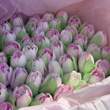 20 edible tulips Sugar Cake