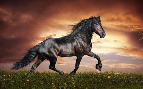 19536 running horse - 19536,
