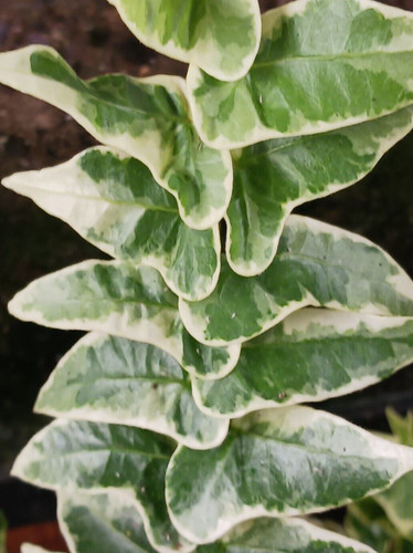 English ivy plant - english,