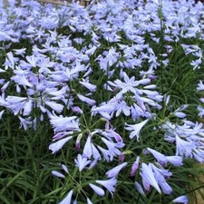 Agapanthus ‘Streamline’