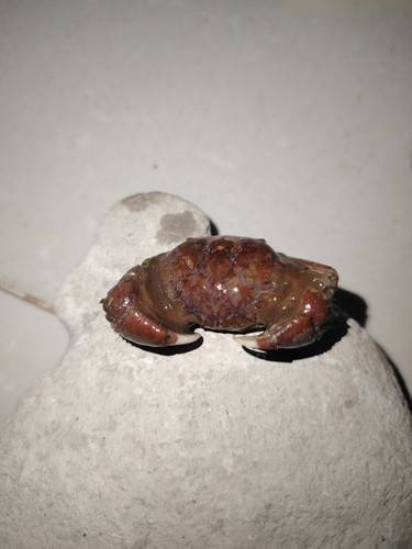 Natural crab fossils - , from