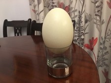 Rhea blown perfect egg, ideal