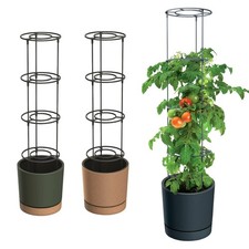 Home Grower Pot Tomato Growing