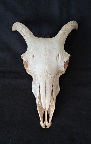 Real sheep skull - sheep,