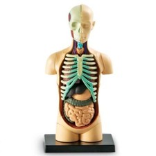 Human Body Anatomy Model -