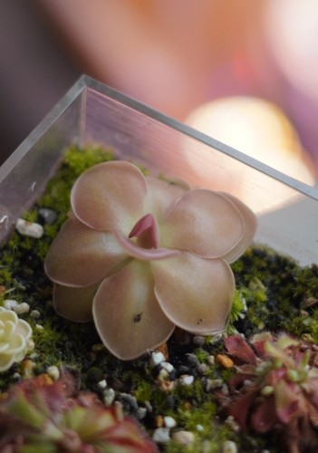 Large pinguicula caudata - pinguicula,