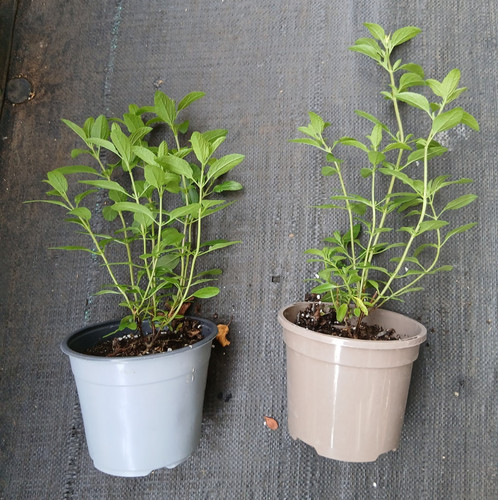 Yes two salvia trewithen - two,
