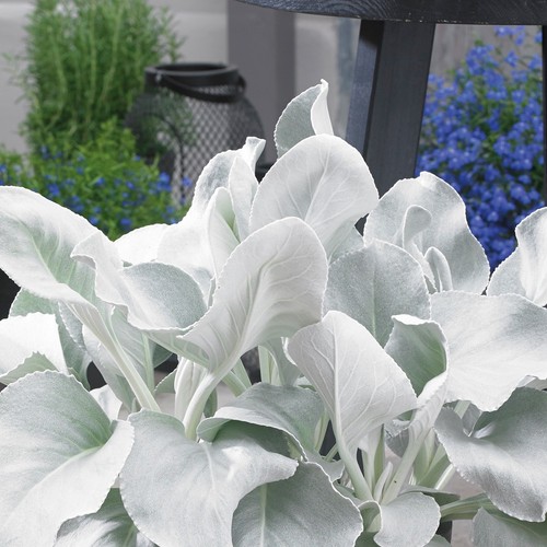 Senecio angel wings large - wings,