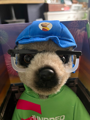 Compare the market meerkats - compare,