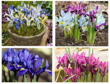 Iris Reticulata Mixed Bulbs Dwarf Spring Flowering Hardy Garden Perennial Flower