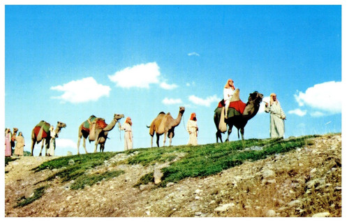 Camel caravan used the - camel,