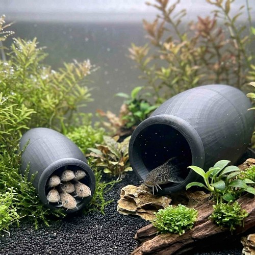 Threaded pleco cichlid - threaded,