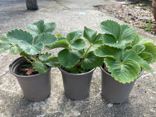 9cm strawberry plants - 3, x