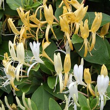 LONICERA - HONEYSUCKLE -