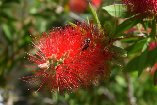 Callistemon citrinus - callistemon,