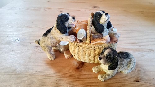 Leonardo spaniel pups - x,