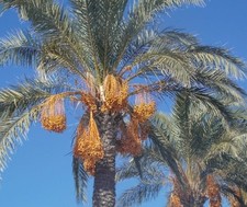25 Date Palm Tree Seeds