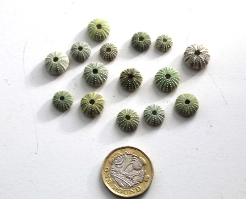 Smallest sage green sea - 15, sage-green