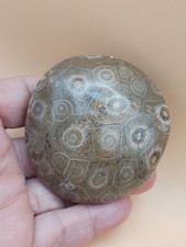 Fossil Coral Colony Middle Devonian 385 Million years old 