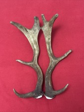 PAIR OF FALLOW DEER ANTLER