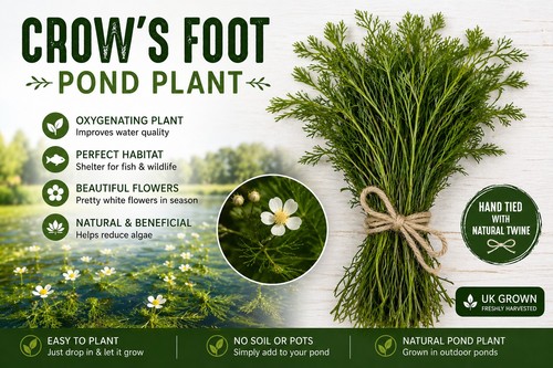 Crows foot natural - crows, foot-