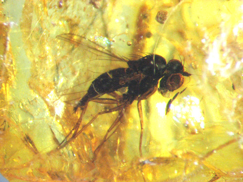 Pliocene amber kenya africa - pliocene,