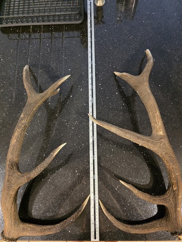 Pair stag antlers 12 - pair,
